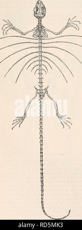 . La cyclopaedia d'anatomie et physiologie. Anatomie ; physiologie ; Zoologie. 272 REPTILIA. et le troisième de quatre, et la quatrième de trois, le même que dans les mains. C'était une observation faite d'aussi loin que le temps d'Aristote, que la division de la partie antérieure et postérieure du pied du caméléon est effectuée dans une manière inverse, cette dernière ayant le pouce et l'index joints seulement et tournées vers l'intérieur, mais les trois autres tournée vers l'extérieur, tandis que, comme il a été dit ci-dessus, le membre antérieur a trois tournées vers l'intérieur et deux seulement tournée vers l'extérieur,-une belle prestation pour assurer la Banque D'Images