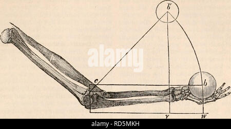 . La cyclopaedia d'anatomie et physiologie. Anatomie ; physiologie ; Zoologie. MOTION. 411 Fig. 214.. en les déplaçant. Il n'y a pas d'exemples de la poulie composé dans les structures. Nous reconnaissons la poulie simple dans la trans- mission des tendons des muscles par peronei la rainure de la malléole externe de la cheville humaine-joint, dans le tendon du muscle obtu- rator glisser à travers la rainure de l'os ischii, dans le tendon du circumflexus hamular palati passant par le processus de l'os sphénoïdal, dans le tendon de l'obliquus superior à glisser à travers l'anneau attaché à Banque D'Images