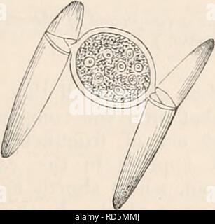 . La cyclopaedia d'anatomie et physiologie. Anatomie ; physiologie ; Zoologie. La reproduction, de légumes Légumes (ovule). 219 brane.* Lorsque deux frondes sont sur le point de con- jugate, ils se placent parallèlement et op- de composites eux, avec leurs visages concaves sur- face. Nous aimerions maintenant que la membrane cellulaire partiellement fait des concessions en ligne ci-dessus mentionné, les deux moitiés de chaque Clostcrium séparant légèrement sur le côté opposé à ses concitoyens, mais rester au contact de l'autre sicle. Les ouvertures sont observés sous peu d'être occupés par des projections de coussin de la membrane externe, dans lequel sque Banque D'Images