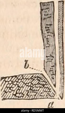 . La cyclopaedia d'anatomie et physiologie. Anatomie ; physiologie ; Zoologie. b1C86 RRHOPODA. Fig. 337. Fig. 338.. les rainures sont très fortement marqué dans certaines espèces, comme dans Balanus Spinosus (Jig. 337), où les tubes sont grandes, et les murs relativement mince. Dans tous les exécuter dans les lignes droites de l'apex divergents des compartiments à leurs bases. Il n'y ils open close à la marge de la base générale. Dans la plupart des espèces, cependant, leurs orifices sont, en partie, comblé par une extension de la base (a, à la turlutte. 338). Dans certaines petites espèces, les tubes sont plus larges que ceux de plus grandes, t Banque D'Images