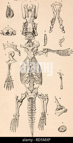 . La cyclopaedia d'anatomie et physiologie. Anatomie ; physiologie ; Zoologie. 372 cochon. 173 INDUSTRIEL MONOTREMATA. A. Squelette du Ormthorhynehut. ( Iléal.). Veuillez noter que ces images sont extraites de la page numérisée des images qui peuvent avoir été retouchées numériquement pour plus de lisibilité - coloration et l'aspect de ces illustrations ne peut pas parfaitement ressembler à l'œuvre originale.. Todd, Robert Bentley, 1809-1860. Londres, Sherwood, Gilbert, et Piper Banque D'Images