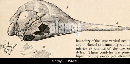 . La cyclopaedia d'anatomie et physiologie. Anatomie ; physiologie ; Zoologie. Industriel MONOTREMATA. Connexions 3G9, et les proportions dans lesquelles ils s'engagent dans la formation du crâne, ont été dans une large mesure, déterminées et décrites dans ce genre.* J'ai eu l'occasion de l'enquête sur la composition du crâne, un point impor- tant en ce qui concerne les affinités naturelles de l'Industriel Monotremata, dans le Ornithorhynchi jeunes transmises à la Société zoologique de lon- don par le Dr Weatherhead ; et la comparaison de cette partie de leur anatomie lias m'a permis Fig. 169. de mieux apprécier et de l'UEDN Banque D'Images