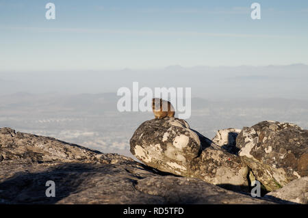 Hyrax perché sur un rocher au dessus de la Table Mountain à Cape Town, Afrique du Sud Banque D'Images