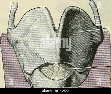 . Cunningham's Text-book de l'anatomie. L'anatomie. Le TEACHEA. 1079 Ces différences dans le calibre du tube sont déterminés par le cadre de la trachée. La partie du col est rétréci en raison de son être étreint par le thyreoid glande. De plus, une courte distance au-dessus de sa bifurcation une impression, parfois fortement marquée, est généralement sur le côté gauche de la trachée. Cela est dû à la proximité de l'arc aortique comme il passe dorsalement contre cette partie du tube. Il est donc évident que la deuxième légère diminution de calibre qui est décrit par Braune et Stahel est pro- Banque D'Images