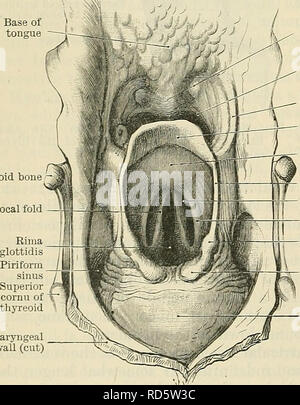 . Cunningham's Text-book de l'anatomie. L'anatomie. 1068 Le EESPIEATOEY SYSTÈME. L'altitude de la membrane muqueuse qui procèdent de la marge latérale de l'épiglotte sur les parois latérales du pharynx située sur le côté de la langue. Entre les deux couches de la membrane muqueuse qui constituent chacun de ces plis est une certaine quantité de tissu élastique. Par les trois plie la dépression entre la racine de la langue et de l'épiglotte est divisé en deux fossse, appelé l'epiglottic vallecula. À partir de la marge latérale de l'épiglotte il y a aussi faire passer le aryepiglotticae arytamoids plicae à la. La li Banque D'Images