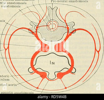 . Cunningham's Text-book de l'anatomie. Anatomie. branches de la artères segmentaires somatique persistent comme le supérieur et mammaires internes et des vaisseaux épigastriques inférieurs artères. Les décalages latéraux des branches ventrales sont représentés par les artères cutanées qui accompagnent les branches cutanées latérales de la moelle épinière, les nerfs et les branches latérales de la septième artère intersegmentaire somatique forme la plus grande partie de la tige de la branche supérieure. L'après-costal et post-trans- anastomoses verset disparaissent habituellement dans les régions thoracique et lombaire, mais l'après-costal occasionnels anastomoses Banque D'Images