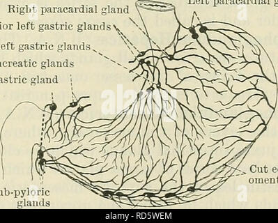 . Cunningham's Text-book de l'anatomie. L'anatomie. VISCEEAL des glandes lymphatiques de l'abdomen. 1019 Ceux qui, d'accompagner les branches de l'artère hémorroïdale moyenne, de chaque côté, passer à la moyenne correspondante de la glande haemorrhoidal groupe hypogastrique ; tandis que les vaisseaux lymphatiques du rectum qui accompagnent les branches de l'artère haemorrhoidal supérieure deviennent associés à l'ano-rectale, le sacré, et les ganglions mésentériques. Les GANGLIONS DE L'ABDOMEN. Les ganglions de l'abdomen sont séparées en viscéral et pariétal du groupes. Les groupes sont ceux plus viscérale Banque D'Images