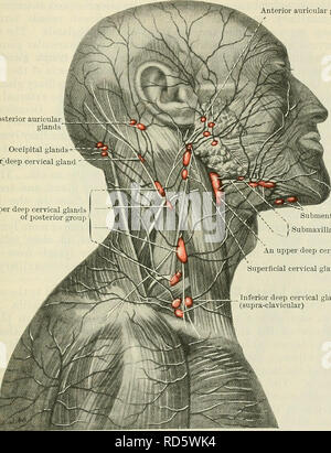 . Cunningham's Text-book de l'anatomie. L'anatomie. Les GANGLIONS DE LA TÊTE. 999 du méat acoustique externe, le tympan, le voile du palais, la partie postérieure du nez, et les parties plus profondes de la joue. Leur efferents sympathiques ouvrir dans les ganglions cervicaux profonds. Les glandes lymphatiques du visage superficiels.-plusieurs ganglions, ou groupes de ganglions, ont été trouvés dans la région de la face mais, apparemment, ils sont irréguliers, à la fois en présence et en position. Ceux qui semblent être les plus fréquemment trouvés sont : : Infra-orbitaire, qui se trouvent le long de l'angle entre le nez et la joue, Banque D'Images