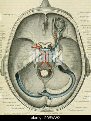 . Cunningham's Text-book de l'anatomie. L'anatomie. Les sinus de l'CKANIUM de sang. Non appariées 973 sinus.-Ce sont le supérieur, l'inférieur sagittale sagittale, le droit, l'intercavernous antérieur et postérieur, et le tronc basilaire. Supérieure du sinus Sagittalis.-le sinus sagittal supérieur commence dans la fosse antérieure du crâne, à la crista galli, où il communique, à travers le foramen caecum, avec les veines de la cavité nasale ou avec la veine angulaire. Il passe tout d'abord vers le haut, puis en arrière, et enfin vers le bas dans l'enveloppe convexe de l'hypertension, le rainurage de faux, à la fois frontal th Banque D'Images