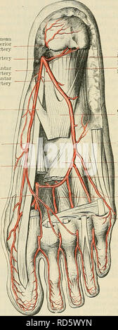 . Cunningham's Text-book de l'anatomie. L'anatomie. 954 LE VASCULAE SYSTÈME. Calcanean occasionnels de la direction générale de l'artère tibiale postérieure artère tibiale postérieure - Artères plantaires. (8) Les artères plantaires internes et externes sont les branches terminales de l'artère tibiale postérieure. Ils se présentent, sous le couvert de l'origine des ravisseurs hallucis muscle, à mi-chemin entre la pointe de la malléole interne et la plus importante partie de la partie médiane de l'os calcis. Artère plantaire Medialis.-l'artère plantaire médiale est la plus petite des deux branches terminales de l'artère tibiale postérieure. Il passe forwa Banque D'Images