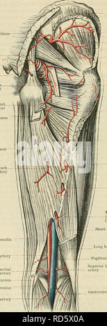 . Cunningham's Text-book de l'anatomie. L'anatomie. 950 LE VASCULAK SYSTÈME. gluteus maximus, avec le fessier de qualité inférieure et les premières artères perforantes et avec la direction générale de la trans- verset de la circonflexe latérale, et, dans le fond de l'ischio-jambiers, avec les branches de la profunda. (D) Les artères perforantes (Fig. 780), y compris la direction de la borne de la profunda, sont au nombre de quatre. Ils postéro- courbe latéralement, autour de l'aspect postérieur du fémur se trouvant près de l'os, et un bien à l'e résultats t-- tendineuses marqué voûtes qui entre- rupt la continuité de la fixer- m Banque D'Images