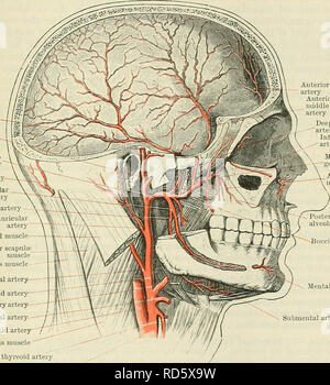 . Cunningham's Text-book de l'anatomie. L'anatomie. Le EXTEENAL CAEOTID BEANCHES D AETEEY. 897 de l'artère auriculaire postérieure, aud dans le méat acoustique externe avec des branches de l'artère maxillaire interne. (Cl) Facial Transverse.-une succursale de taille modérée qui émerge de sous le couvert de la partie supérieure du bord antérieur de la glande parotide, marche en avant à travers le niasseter, ci-dessous le zygoma et au-dessus de la parotide conduit, accompagné de branches zygomatique du nerf facial, qui se trouvent au-dessus ou au-dessous. Il est distribué à la glande parotide, les masséters, conduit de la parotide, un Banque D'Images