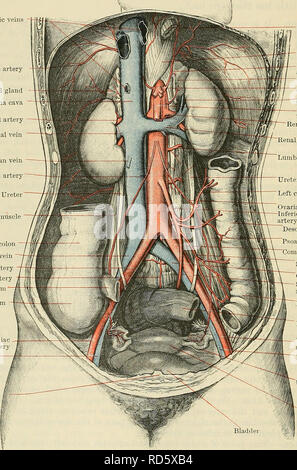 . Cunningham's Text-book de l'anatomie. L'anatomie. 886 LE VASCULAE SYSTÈME. Une ligne tracée en travers de l'abdomen au niveau des points les plus hauts du crêtes iliaques. À son début, il est à 21 mm. de diamètre, mais après l'origine de deux grandes branches, la maladie coeliaque et l'artère mésentérique supérieure, il diminue considérablement, puis conserve un diamètre relativement uniforme à sa résiliation. Relations.âPosteriorly, il est en contact avec la partie supérieure de quatre vertèbres lombaires et fibro-cartilages intermédiaires, le ligament longitudinal antérieur, et les veines lombaires gauches ; des veines hépatiques |Â"j | r Banque D'Images