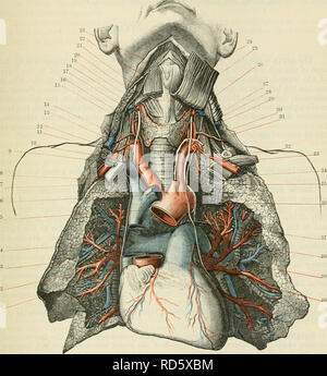 . Cunningham's Text-book de l'anatomie. L'anatomie. Le PULMOXAEY AETEEY. 883 le poumon il émet de nombreuses branches qui correspondent avec et accompagner la face dorsale, ventrale et accessoire branches de la bronche droite. La branche gauche de l'artère pulmonaire, plus courte, plus petite, et un peu plus élevée en position de la droite, passe latéralement et en arrière de la bifurca-. Fig. 757. -Les artères et veines pulmonaires et leurs relations dans un formol renforcée de préparation. L'aorte ascendante et une partie de la veine cave supérieure ont été supprimés. Aorte. Veine cave supérieure. Pulmonaire supérieure droite ve Banque D'Images