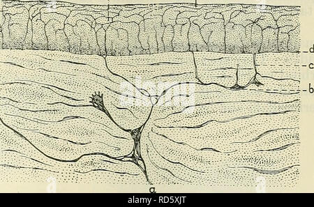 . Cunningham's Text-book de l'anatomie. L'anatomie. Les organes d'extrémité spécial. Les terminaisons des nerfs 863 GÉNÉRAL DE SENSATIONS. Les terminaisons périphériques des nerfs associés à la sens spéciaux ont été décrits dans les pages précédentes. Sous cette rubrique seront considérés les terminaisons des nerfs sensoriels qui sont largement distribués dans tout l'organisme et sont associés à la sens musculaire et les sens de la pression, la chaleur, le froid et la douleur. Ces nerfs fin mai que des ramifications de l'axe située entre les cylindres de tissus, ou dans des organes où la fin de la cessation Banque D'Images