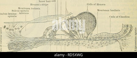 . Cunningham's Text-book de l'anatomie. L'anatomie. 850 L'OKG-ANS DE BON SENS. de l'implant cochléaire, nerfs et est en continuité avec la membrane basilaris. La surface supérieure du labium vestibulare présente un certain nombre de sillons qui se croisent presque à angle droit, et l'intersection d'une série d'élévations qui, à la marge de l'embouchure, former une rangée de dent-comme les structures, à propos de 7000, le nombre de dents de Huschke auditif. Couvrant le limbe est une couche d'épithélium pavimenteux apparemment plus profond ; le protoplasme des parties des cellules, cependant, avec leur contenu, les noyaux se trouvent dans l'interva Banque D'Images