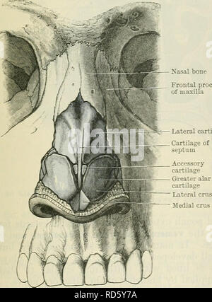 . Cunningham's Text-book de l'anatomie. L'anatomie. Fig. 669.-Yizvr Profil de la bont et Carti- laginous squelette du nez externe. Xasal processus frontal de l'os maxillaire du cartilage latéral. Fig. 670. -Vue de face du squelette osseux et cartilagineux de la NOB ?. CAVTJM NASI. La cavité nasale (Fig. 672) est divisée par la cloison nasale dans une droite et une gauche de la cavité nasale, qui s'étendent depuis les narines à l'avant à l'choanae derrière, et d'ouvrir, à travers l'choanae, dans la partie nasale du pharnyx. Leurs limites osseuses sont décrites dans la section sur l'ostéologie (p. 183). Sur le latera Banque D'Images