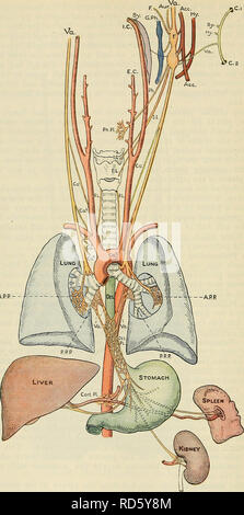 . Cunningham's Text-book de l'anatomie. L'anatomie. 792 LE SYSTÈME NERVEUX.. APR Fig. 662.-La distribution de la nerf pneumogastrique. Va, droit et gauche vagi ; r, et de connexions avec jugulaire ganglionnaires Sy, compatissant, ganglion cervical supérieur ; G.Ph, Ace ; Glossopharyngien, nerf accessoire ; P, branche ; méningée Aur, direction générale de l'auriculaire ; va, avec "Connexion de ganglion noueux ; vagus Sy, culot de stylo-arc hyoïdien ; Hy, nerf à hyoglossus ; EC, C2, boucle entre les deux premiers nerfs ; Sy, compatissant, ganglion cervical supérieur ; Ace, nerf accessoire ; Ph. La direction générale du pharynx ; Ph.pl, Pharyng Banque D'Images