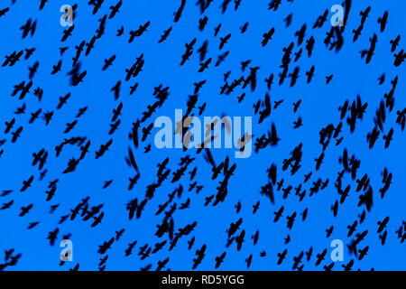 Troupeau mystique d'oiseaux dans le ciel de nuit Banque D'Images