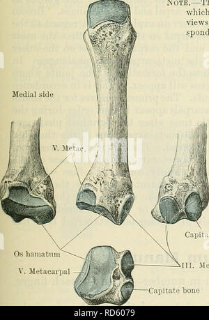 . Cunningham's Text-book de l'anatomie. L'anatomie. Processus styloïde métacarpien capitées. Fig proximale. 224.-troisième à droite métacarpe. Note.-l'os est représenté au centre de la figure dans la position qu'il occupe dans la main droite vue de la face antérieure. Les vues de chaque côté, et ci-dessous, représentent respectivement les surfaces correspondant de l'os tourné vers le lecteur. Os capitatum C. Métacarpe -, l'os capitatum. Veuillez noter que ces images sont extraites de la page numérisée des images qui peuvent avoir été retouchées numériquement pour plus de lisibilité - coloration et apparition de t Banque D'Images