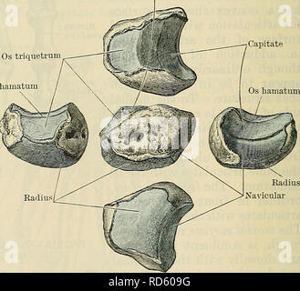 . Cunningham's Text-book de l'anatomie. L'anatomie. Os lunatura inséré, et ici aussi le ligament carpien transverse est joint. L'artère ulnaire et nerveuses sont en relation immédiate avec la face latérale de l'os. Plus Multangular (O.T. Trapezium).-Le grand angulaire- mult est la plus distale de l'os latéral rangée du carpe. Il peut être facilement reconnu par la foule amassée sb-selle ovale sur son aspect surface distale pour l'articulation avec l'os métacarpien du pouce. À partir de sa face antérieure il y monte un Ridge, en dedans de laquelle se trouve une rainure le long de laquelle le tendon du flexor carpi Banque D'Images