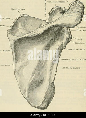 . Cunningham's Text-book de l'anatomie. L'anatomie. Fig. 188.-Ossification de la clavicule. L'omoplate. L'omoplate, ou de l'omoplate, est de forme triangulaire et aplatie. Il a deux surfaces, ou costale, ventrale et dorsale. À partir de ce dernier il y a un processus appelé triangulaire des ressorts de la colonne vertébrale, qui se termine latéralement dans l'acromion claviculaire ; surface articulaire de l'angle médial supra-SPIMOUS "FOSSA marge vertébrale-I foramen artérielle. Tête d'angle Acromial et la cavité glénoïde nGreat encoche scapulaire fosse infra-l'apophyse rainure pour l'artère circonflexe scapulaire site axillaire.gin angle inférieure fig. 189.-T Banque D'Images