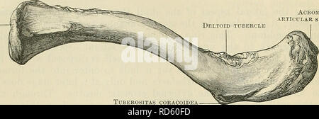 . Cunningham's Text-book de l'anatomie. L'anatomie. 198 l'ostéologie. de fibro-cartilage qui est interposée entre elle et la facette claviculaire sur la partie supérieure et latérale d'angle le manubrium sterni. Il s'appuie également sur une petite partie de l'extrémité médiale du cartilage de la première côte. Sa surface articulaire, plus généralement du haut en bas que de gauche à droite, affiche une convexité antéro-postérieur, tout en ayant tendance à être légèrement concave dans le sens vertical. La bordure autour de la zone articulaire, qui sert pour la fixation de la capsule de la surface articulaire du sternum Acromial articu Banque D'Images