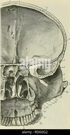 . Cunningham's Text-book de l'anatomie. L'anatomie. FKONTAL SECTIONS DU CRÂNE. 189 concha. Latéralement il est lié à l'sinus maxillaire, tandis que sa parole est formée par la surface supérieure concave du palais dur. Le palais dur est voûté au-dessous, alors que son supérieur est concave vers le haut de chaque côté de la crête médiane qui prend en charge la cloison nasale. Les côtés de l'arc ci-dessous correspondent aux surfaces médiales des processus alvéolaire et l'automne en ligne avec les murs latéraux de la cavité nasale supérieurement. Le sommet de l'arche se trouve un quart de pouce au-dessus du niveau de la Banque D'Images