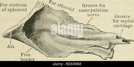 . Cunningham's Text-book de l'anatomie. L'anatomie. 144 l'ostéologie. ci-dessus ; il ferme cellulaire dans certaines des cellules ethmoidal antérieure et aide à compléter l'infundibulum. Là où il est plus fluide, il forme une partie de la paroi latérale de l'orifice du milieu du nez immédiatement derrière le processus frontal du maxillaire, et au-dessus de la Concha. La frontière supérieure avec l'orbitale expose une partie de la frontale ; le bord antérieur avec la frontière postérieure du processus frontal du maxillaire, avec qui il complète la gorge lacrymal pour le dépôt du sac lacrymal. La marge inférieure un Banque D'Images