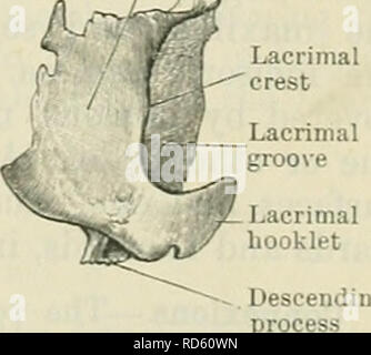 . Cunningham's Text-book de l'anatomie. L'anatomie. Le LACEIMAL BOÎTES. 143 Il articule avec les crêtes conchal inférieure sur la face interne du corps du maxillaire et la perpendiculaire de la partie osseuse palais respectivement. Entre ces deux articulations, la partie centrale de la frontière supérieure s'élève sous la forme d'un écusson, la partie antérieure de ce qui constitue le processus intègre lacrimalis lacrymal (processus) qui définit le processus ci-dessus avec l'ordre décroissant de l'os lacrymal, ainsi qu'avec les bords de la rainure lacrymal-naso du maxillaire, complétant ainsi l'os peut Banque D'Images