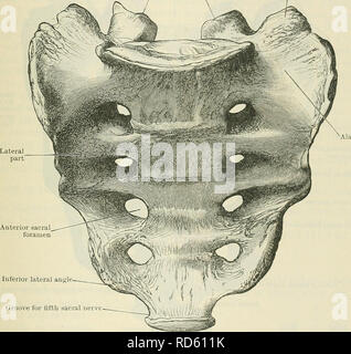 . Cunningham's Text-book de l'anatomie. L'anatomie. Le SACBUM. 97 Aide à l'enclenchement de la sacro-ccai joint ; cette fonction est commune dans le Simiidse et certaines races de l'humanité (Paterson). La surface de l'os entre et latéral à la première, deuxième, troisième et quatrième foramina permet l'attachement à des fibres d'origine du piriformis, qui peut dans certains cas s'étendre sur les organes de la deuxième et troisième segments (Adolphi), alors que sur le bord latéral à et au-dessous du quatrième trou occipital Le coccygeus est insérée la face postérieure est rugueux et irrégulier. Au-dessus de l'enveloppe convexe Banque D'Images