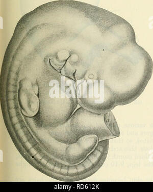 . Cunningham's Text-book de l'anatomie. L'anatomie. Fig. 101.âEmbryo de 7*2 mm., ou de mesure. 8*5 mm. plus grande longueur. (À partir de Keibel et Elze'un Normtdtafdn. L'avant des membres, il est nettement à l'avance de le. La deuxième activité de la roue a commencé à se chevaucher les troisième et quatrième et de joindre le precervical sinus. La pointe de l'maxillaires est en contact avec le processus nasal médian et latéral à la marge de la fosse olfactive.. Â 102.â embryon, 7'2 mm. (CR), et 8 mm de longueur. plus grand. (À partir de l'Nonnaltafeln Keibel et Elze.) Les membres ont commencé à se coucher sur le ventre. La deuxième arche a Banque D'Images