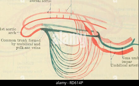 . Cunningham's Text-book de l'anatomie. L'anatomie. Le système VASCULAE PRIMITIVE dorsale 65 branches sectorielles ; l'aorte dorsale. Fig. 81. Artères ombilicales veine vitelline umbilicalis impar aVteries -Schéma de circulation de l'axe de l'embryon, l-35 mm. de long, avec 6 Somites. (Après Felix, de modification.) Le niesantceboids primitive se forment dans le mur de la résorption du sac vitellin, et il y a certains d'entre eux produisent des érythrocytes humains ; manv, cependant, migrer dans l'embryon, où certains d'entre eux participent à la formation des parois de l'em--sang testament parlent des navires, et d'autres deviennent enfermée dans le foie, les glandes lymphatiques, et de la b Banque D'Images