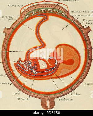 . Cunningham's Text-book de l'anatomie. L'anatomie. 60 Les droits de l'EMBEYOLOGY. l'ensemble de la surface du zygote, et donc, pour un morceau, l'ensemble de la surface du chorion est couvert de villosités. Comme l'embryon se développe, et l'amnios et le ccelom extra-embryonnaire sont distendu, le zygote augmente de taille, et la contracture partie de la decidua est étirée jusqu'à sa vascularisation est perturbé et les villosités associée à subir l'atrophie et de disparaître. Lorsque ces changements dégénératifs ont eu lieu, la partie du chorion en association avec le peuplement éclairci decidua capsularis présente un Banque D'Images