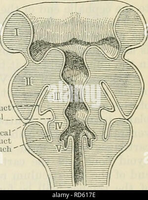 . Cunningham's Text-book de l'anatomie. L'anatomie. Conduit d'Precervical   branchial Precervical dllct sinus euh pocher. Fig. 58.-Schema montrant la formation de l'precervical precervical sinus, le sillon branchial. conduits, et la et la position de l'original de l'ouverture du conduit d'precervical est indiquée par un sillon, le sillon precervical winch disparaît rapidement. Precervical Ike se trouve des vésicules sur le côté de la troisième poche pharyngée, et c'est associé à la deuxième et quatrième reversibles par canaux étroits, les conduits des branchies, qui sont le reste d l'activité de crevasses. En définitive, le precervical Banque D'Images