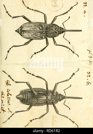 . [Curculionidae]. Curculionidae. . Veuillez noter que ces images sont extraites de la page numérisée des images qui peuvent avoir été retouchées numériquement pour plus de lisibilité - coloration et l'aspect de ces illustrations ne peut pas parfaitement ressembler à l'œuvre originale.. Sturm, Jakob, 1771-1848 ; Panzer, Georg Wolfgang Franz, 1755-1829 ; Olivier, G. A. (Guillaume Antoine), 1756-1814 ; Spilman, T. J. , donateur. Le DSI. [L'Allemagne ?  : S. n. Banque D'Images