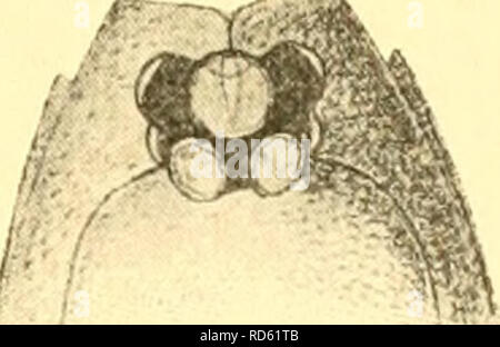 . Cumacea (Sympoda). Cumacea. Cumacea : 24. Naunastacidae, 0. Cumella 183 l'ISOC. Londres, u 28 p. 294 | 1902 C. P., G. S. Brady dans : Nat. Hist. Tr. Ép., c. 14 p. 95 { 1905 C.p., Caiman dans : Sci. Investir. Le poisson. L'Irlande, 1904 app. 1 p. 23 | 1909 C. P., A. M. Norman &AMP ; G. S. Brady dans : Nat. Hist. Tr. Ép., Ser. 2 r.3ii p. 34 | 1911 C.p.. Caiman dans : Tr. zool. Soc. Londres, ul8iv p. 344. 9 . Pseudorostral court, lobes réunion en face de l'œil.^ marge avant tout droit et profondément émarginé aiguë avec angle antéro-latérale. Cara- pace grand et profond, plutôt comprimé dans l'avant, dorsale lin Banque D'Images