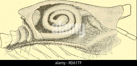 . Cumacea (Sympoda). Cumacea. Fig. 121. P. holti ((J ; Caïman. Fig. 122. P. holti Caiman, intestin spiralé. ilonger'mixte de 5*1^ et plus de trois fois aussi longtemps que 6'i'. Dans le^ 3 à 5*1^^* 5 paires le plus commun de deux fois plus longtemps que le Q^^^^* 7 le très petit mais portant une longue colonne vertébrale courbée ou griffe. Uropodes trois-quarts aussi longtemps que l'endopod pleon, environ deux-tiers aussi longtemps que le pédoncule, et exopod dans le même rapport à l'endopod. L. 4-1 mm. W. côtes de l'Irlande, 77 km O. N. O. de tête d'Achill, Comté de Mayo, profondeur 699 m, 5. Le général Cumellopsis Cumellopsis Caiman 190b (Sp.. des Nations unies : C.helgae), C Banque D'Images