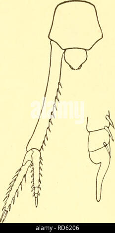 . Cumacea (Sympoda). Cumacea. Fig. 86. A. occidentalis (5) Cal (man), antenne 2. Genre incertae sedis, près de Colurostylidae Pachystylis général H. J. Hansen 1895 Pachystylis, H. J. Hansen dans : Ergeb. Plankton-Exp., v.2 G. c. p. 58 | 1908 P., Zimmer in : Ergeb. Tiefsee-Exp., c. 8 p. 169, 181. Forme générale comme dans Diastylis (p. 89) mais court, cylindiical telson sans épines apicales. Désireux de l'œil. 1 Antenne avec accessoire flagelle court. Mandibule avec de fortes épines molaire, peu dans l'épine rangs sur la courte section distale. Maxillipède 3 seconde avec beaucoup commune distale dilatée, troisième court mais large Banque D'Images