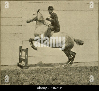 . Trottoir, snaffle et stimuler : une méthode de formation de jeunes chevaux pour la cavalerie, et pour une utilisation générale sous la selle. Les chevaux, l'équitation, les chevaux. 123 sauts, entraver l'cheval dans ses efforts d'atterrir en toute sécurité, et pourtant si le cheval cherche un soutien il doit le trouver. Si le cheval jamais refuser un saut, ou prendre l'habitude de sauter négligemment, il devrait être. Le PREMIER ACTE D'UN JEUNE CHEVAL, mettre du début des leçons. Mais ce sera la faute du cavalier si un cheval une fois qu'une formation appropriée est désordonnée en sautant. Seuls les cavaliers avec la plus grande fermeté des sièges et le liofhtest d'h Banque D'Images