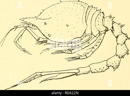 . Cumacea (Sympoda). Cumacea. 106 Cumacea : 11. Diastylidae, 1. Diastylis pas allongée. Maxillipède 3, 2°&Lt ;^ pas commun élargi ou produites dans la partie distale. Peraeopod 1. 2^^ beaucoup commune pliés, pas aussi longtemps que le reste du membre. 5^* joint légèrement plus long que 7*^ 6^^^^ à b. Peraeopod^* 2, 5 subequal mixte à 6^^^^* et 7 combinés, 7^^^^ plus que de l'h. 3*^^* 4 et 1 paires sans exo- les gousses. De Exopod uropodes un peu plus court que le telson. Un peu plus longtemps que le endopod, dont le 1^* se trouve à environ deux fois le 2""^^ ou 3*, avec 3, 1. 1 épines sur la marge interne des articulations respectivement. O 9 L. Banque D'Images