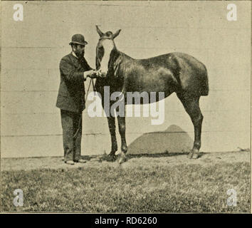 . Trottoir, snaffle et stimuler : une méthode de formation de jeunes chevaux pour la cavalerie, et pour une utilisation générale sous la selle. Les chevaux, l'équitation, les chevaux. Le Youuq^ Ridino, Cheval. 29 arrêter et reprendre le mouvement vers l'avant, placez- ting en un trot et la ramenant à une marche, à l'accoutumance de pression les jambes contre les flancs et même à la lumière whip-taps derrière la. Courber la tête. sangles pour inciter à l'action. La main doit être prête, mais la lumière, et le colt's tête doit être tenu bien haut. Plonger et tronçonnage sont les seuls troubles mentaux w^iich ne sont pas dues à l'mismanaofeme du formateur Banque D'Images