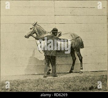 . Trottoir, snaffle et stimuler : une méthode de formation de jeunes chevaux pour la cavalerie, et pour une utilisation générale sous la selle. Les chevaux, l'équitation, les chevaux. 22 Ctirb Snajfle, et Stimuler. appris à apprécier les caresses, le cavalier doit fréquemment pat et manipuler l'animal tout en maintenant le court fouet dans sa main. Il devrait progressivement s'habituer le cheval à supporter le fouet. Frotter l'ânon avec le WHIP. Comme il est passé sur différentes parties du corps et les jambes, et enfin d'aller de l'avant avec un léger toucher livrés à la croupe. Le cheval ne doit pas f]pouce à la motion ou au contact de la cravache. Une lo Banque D'Images
