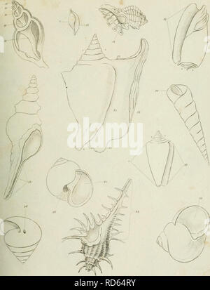 . La cyclopaedia ; ou, dictionnaire universel des sciences, des arts et de la littérature. Les plaques. Encyclopédies et dictionnaires. rONCHOLOGY. ^ trtnrnfftry. . UXIVALVK uBOaror riATE II ('ilir ruHi^hâl.,,il,r.M .hn.u .1,,,, J'â ',.â &gt ;,â J'^ l..n,m,.n.7h,n^.rum : fnm. r.l.m, l'tl, rl !&Lt ;-une L..,iJ.- :. Veuillez noter que ces images sont extraites de la page numérisée des images qui peuvent avoir été retouchées numériquement pour plus de lisibilité - coloration et l'aspect de ces illustrations ne peut pas parfaitement ressembler à l'œuvre originale.. Rees, Abraham, 1743-1825. London, Longman, Hurst, Rees, Orme &AMP ; Brown Banque D'Images