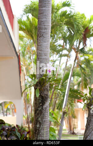 Orchidée rose vif poussant sur un tronc d'arbre à Cuba Banque D'Images