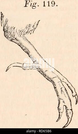 . La cyclopaedia d'anatomie et physiologie. Anatomie ; physiologie ; Zoologie. 268 AVES. Fig. 118. Cet éminent ornithologue propose de diviser le Tenuirvstrcs dans les familles suivantes : Cinnyridtc, mangeurs de sucre ; Trochilidie, Oiseau-oiseaux ;-dans lequel les familles le bec et les pieds sont plus remarquables par leur ténuité et longueur : et Promeropide, des huppes ; moi- liphagidte, Miel suceuses ; Nectariniade, Nec- tar-birds ;-dans lequel la modicité du bec et des pieds est moins remarquable. L'Fissirostres, (jig. 118 J, comme le Tenuirostres, se distinguent par l'habitude de se nourrir de l'aile, mais un Banque D'Images