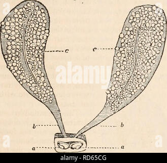 . La cyclopaedia d'anatomie et physiologie. Anatomie ; physiologie ; Zoologie. ARACIINIDA. •211 la vanne de certains organes d'une structure singulière qui s'appellent des peignes, pcctines, (Jig. 84, d), en raison de la disposition d'une série de petits appendices dont elles sont formées, et qui sont disposés sur la surface inférieure, l'un à côté de l'autre, comme les dents d'un peigne. Beaucoup de spéculations ont été offerts sur leurs utilisations. De nombreux naturalistes estiment qu'ils rendent l'assistance dans l'acte d'impregna- tion. Certains suppose qu'ils sont étendus au cours de la progression, et empêcher l'abdomen de th Banque D'Images