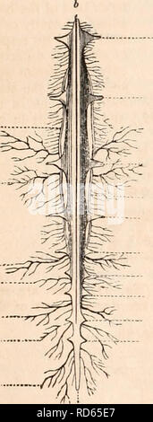 . La cyclopaedia d'anatomie et physiologie. Anatomie ; physiologie ; Zoologie. 206. ARACIINIDA ont un appareil de circulation assez bien développé. Il se compose d'un bâtiment allongé placé immédiatement sous la peau le long de la ligne du milieu de la partie dorsale de l'arrière, sur quel compte il a reçu le nom de vaisseau dorsal (calibre 89)-. Il est maintenu dans sa situation par de petits muscles, ligaments ou un (une), qui chez les insectes sont appelés ales cordis. La texture de la nageoire dorsale, et membraneux bateau est assez ferme ; il contient un liquide incolore. Ce coeur est en communication avec de nombreux v Banque D'Images