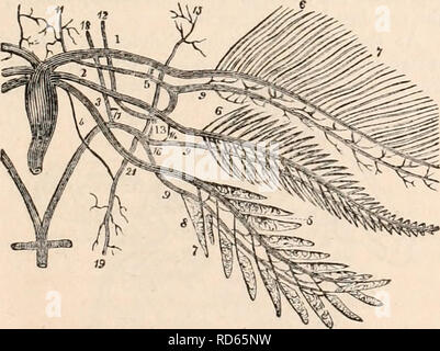 . La cyclopaedia d'anatomie et physiologie. Anatomie ; physiologie ; Zoologie. AMPHIBIA. 97 changements, comme l'branchies sont de grande proportion, et rester au cours de l'extérieur toute la durée de leur existence ; l'animal acquiert également une taille considérable avant que ces organes de la respiration aquatique sont perdus. Le coeur dans le stade précoce de ces animaux est composé d'une oreillette systémique, qui reçoit l'ensemble du sang du système après la diffusion, et d'un ventricule qui propulse à travers une troisième cavité, le artcriosus à bulbe, les artères branchiales, dont il est l'un donné à chaque bra Banque D'Images