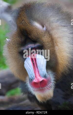 Mandrill (Mandrillus sphinx), portrait, Buenos Aires, Argentine, le jardin zoologique de l'Amérique du Sud Banque D'Images